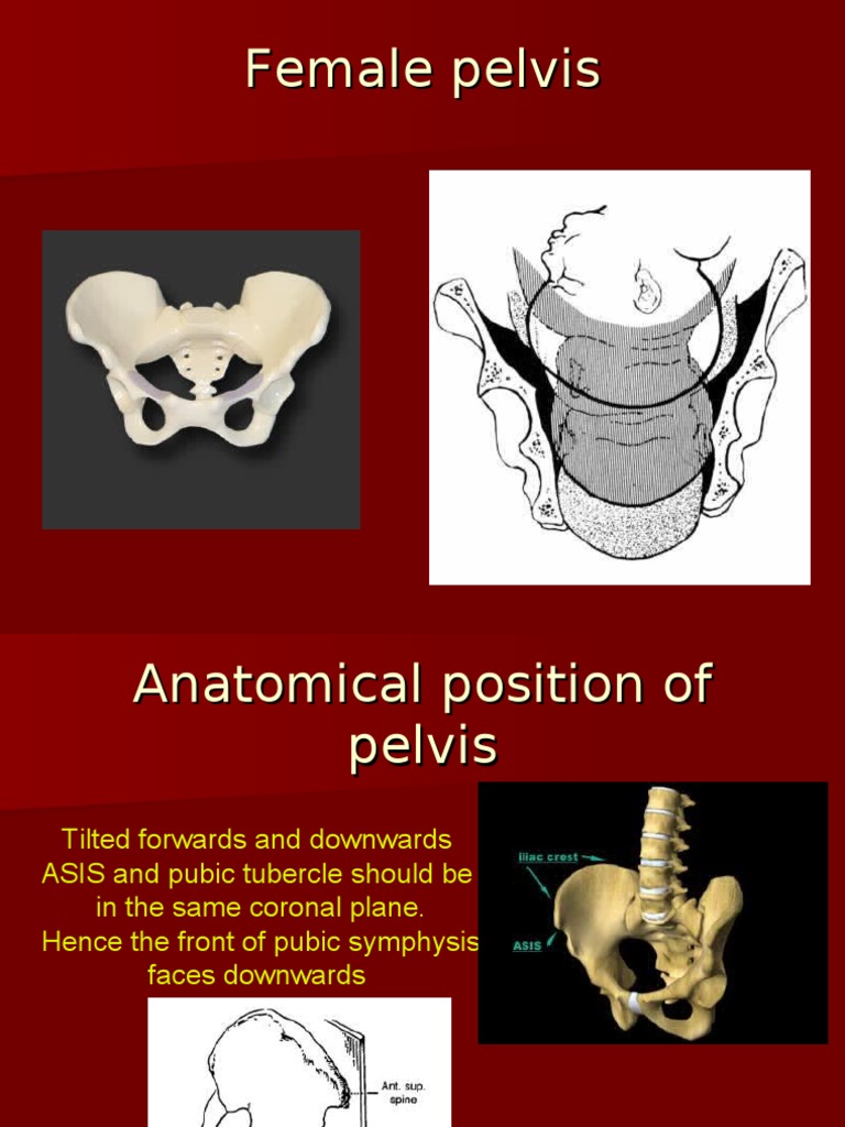 Female Pelvis Anatomy and Measurements | PDF | Pelvis | Musculoskeletal ...