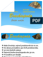 Brachiopode - Skoljke Svetiljke