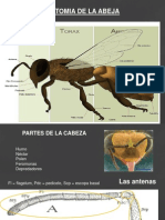 Anatomia Abeja 2