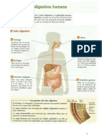 Informacion Sobre Digestion