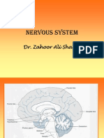 Nervous System: Dr. Zahoor Ali Shaikh