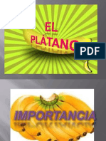 PLATANO PRESENTACION