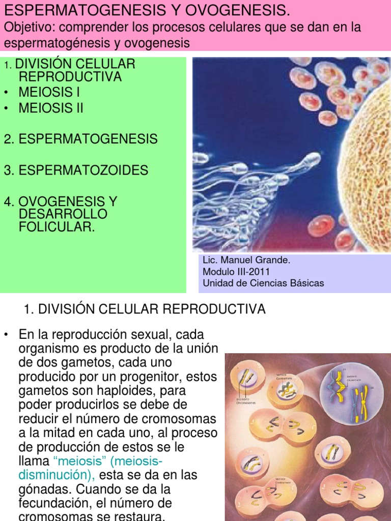 Espermatogenesis Y Ovogenesis Ppt Meiosis Reproduction