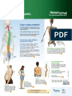 Anatomia Da Coluna Vertebral PDF