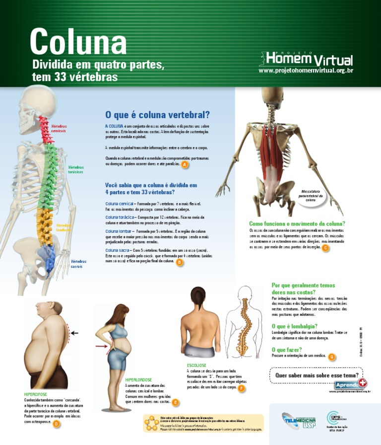 Anatomia da Coluna Vertebral | PDF | Coluna vertebral | Vértebra