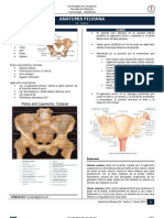 Anatomía Pelviana