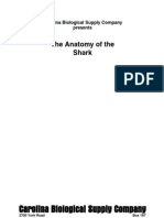 Anatomy Shark