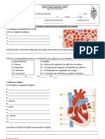 Ficha de Avaliação sumativa CN_CIRCULAÇÃO_EXCREÇÃO [6º]