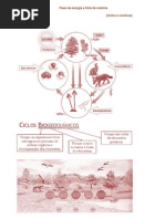 Fluxo de energia e Ciclo de matéria