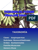 Fisiologia Del Platano