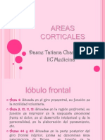 Areas Corticales