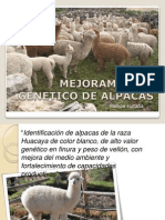 Mejoramiento Genetico de Alpacas