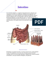 Ensayo de Intestino