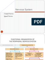 Neuroanatomy UNIB 2013-2