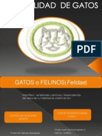 Especialidad de Felinos