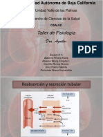 Formación de La Orina Por Lo Riñones II