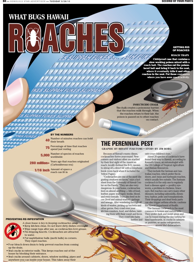 What Bugs Hawaii: Roaches | PDF | Insects | Living Fossils