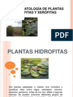 plantas_xerofitas[1][1]