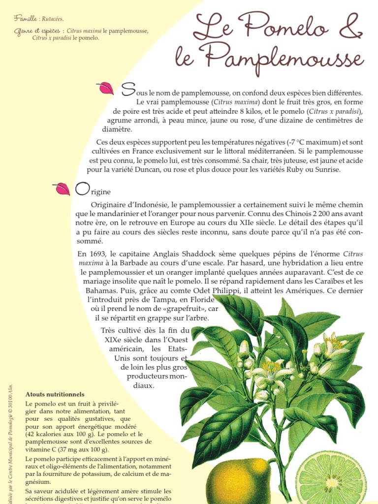 Pomelo et Pamplemousse : Variétés et Cultures | PDF | Pamplemousse | Fruit