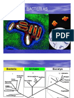 Clase Bacterias