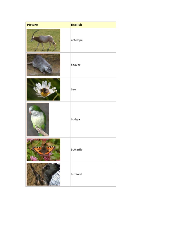 Animal Names in English List | PDF
