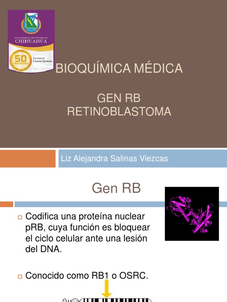 Función del gen RB en el ciclo celular | PDF | Macromoléculas ...