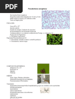 Download Pseudomonas aeruginosa by Str golden SN14430515 doc pdf