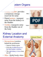 Renal - Anatomy/Physiology/Histology