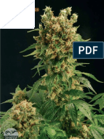 Cannabis Grow Tips From SoftSecrets2003-2006
