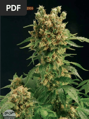 Cannabis Grow Tips From Softsecrets03 06 Cannabis Drug Water