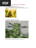 Download 800 Strains With Pics by opethx SN14453101 doc pdf