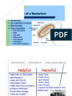 Bacteria and Archaea