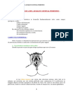 Anatomia