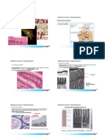 4b Membrana Especializações