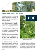 Invasive species control - giant hogweed
