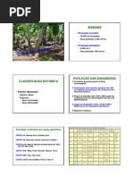 Cultivo Da Bananeira