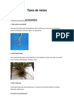 Tipos de Raízes e Caules