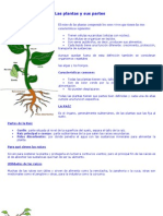 Las Plantas y Sus Partes Dcto