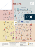 ESC & iPSC Differentiation Flowchart