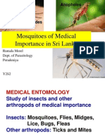 Y2S2 Mosquitoes - Rumala.ppt