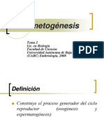 E Spermatogenesis