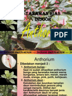 Presentasi Indoor Anthorium