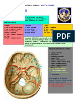 Pares Craneales PDF