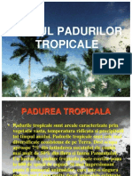 Padurile Tropicale