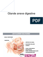 Glande Anexe Digestive