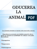 Reproducerea La Animale