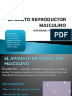 Aparato Reproductor Masculino3