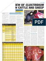 An Overview of Clostridium Species in Cattle and Sheep