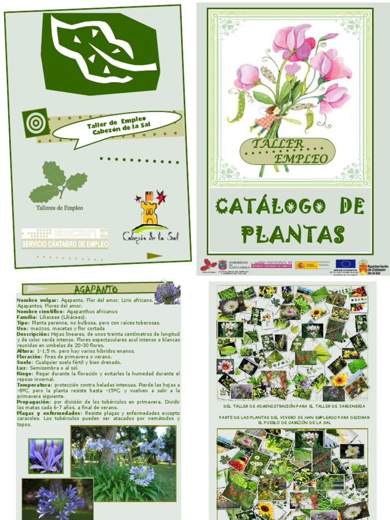Catalogo Plantas | PDF | Flores | Romero, image size:768x1024