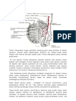 Testis